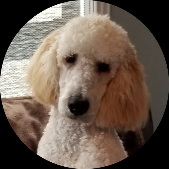 stdpoodlemom